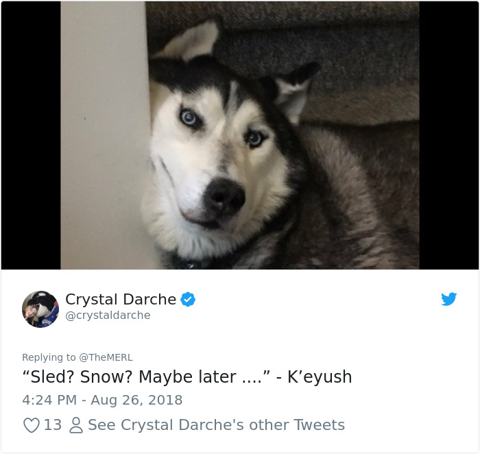 Failed-Working-Dog-Story-Twitter