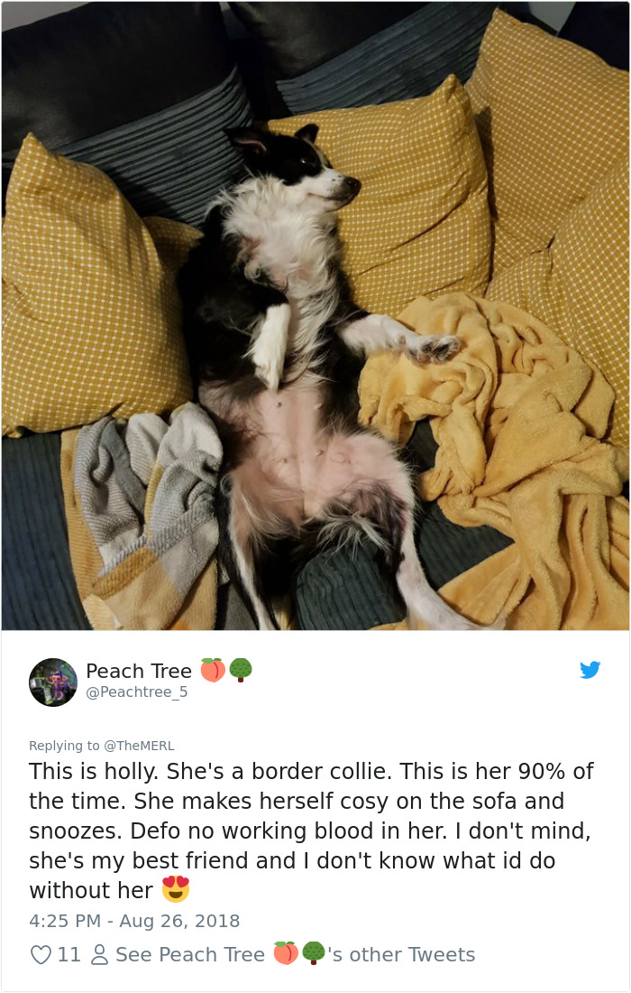 Failed-Working-Dog-Story-Twitter