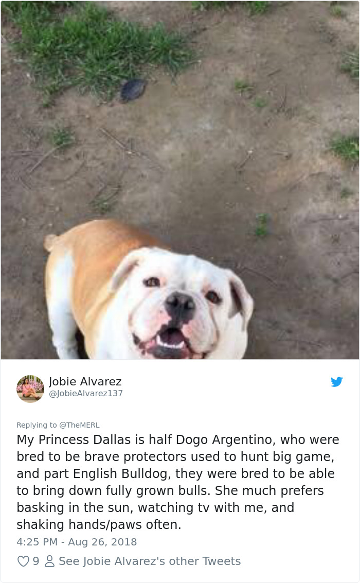 Failed-Working-Dog-Story-Twitter