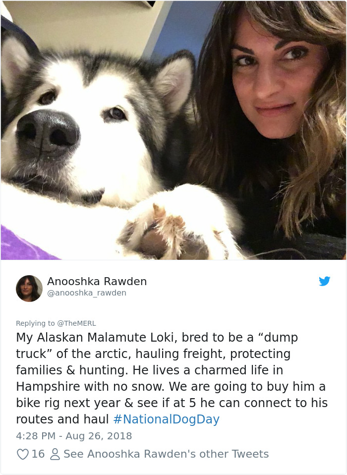 Failed-Working-Dog-Story-Twitter