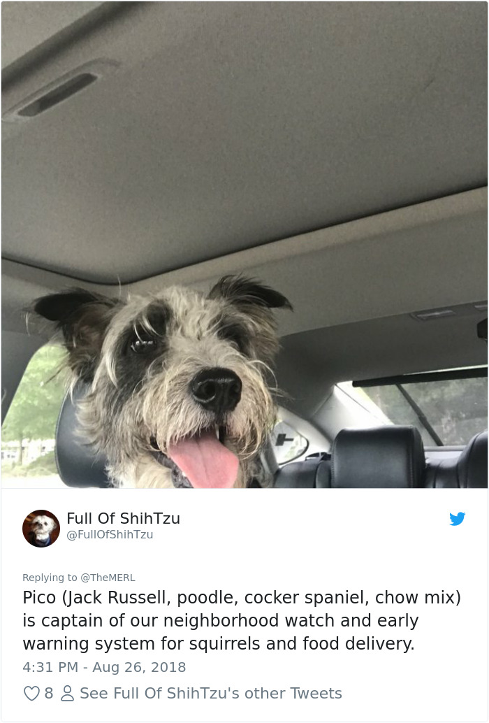 Failed-Working-Dog-Story-Twitter