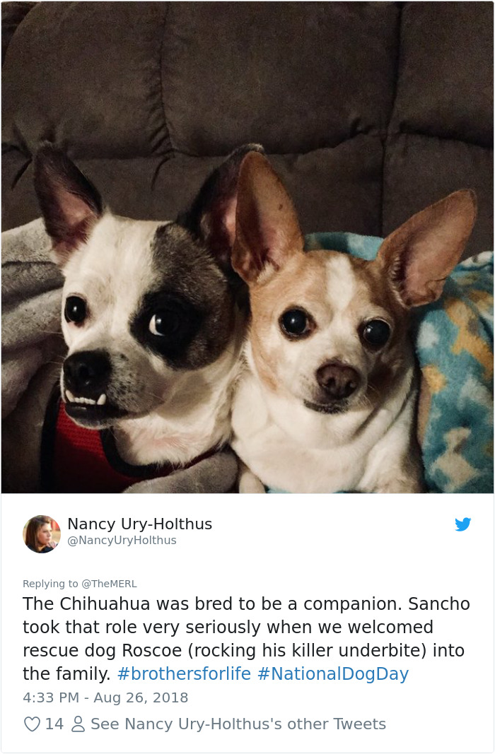 Failed-Working-Dog-Story-Twitter