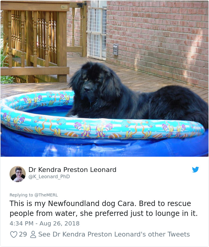 Failed-Working-Dog-Story-Twitter