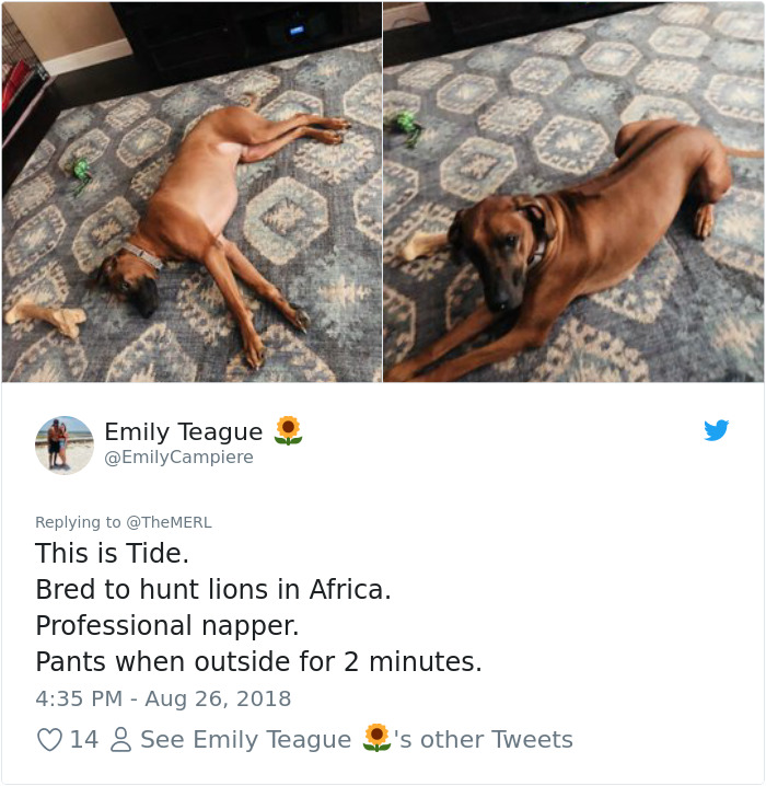 Failed-Working-Dog-Story-Twitter