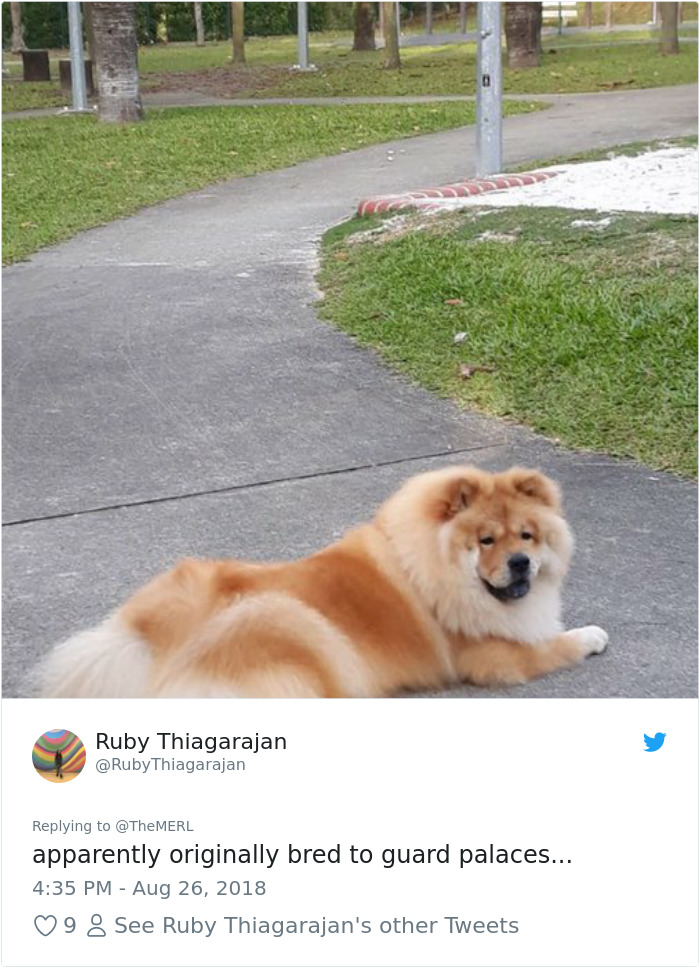 Failed-Working-Dog-Story-Twitter