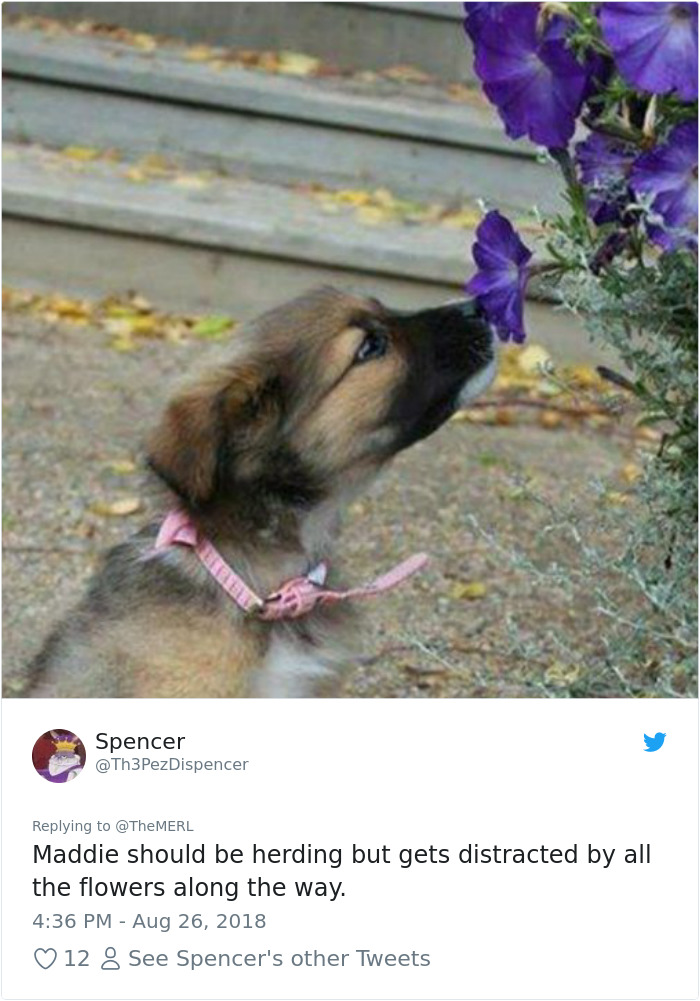 Failed-Working-Dog-Story-Twitter