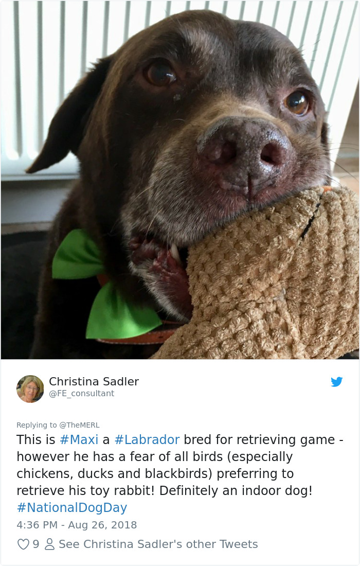 Failed-Working-Dog-Story-Twitter