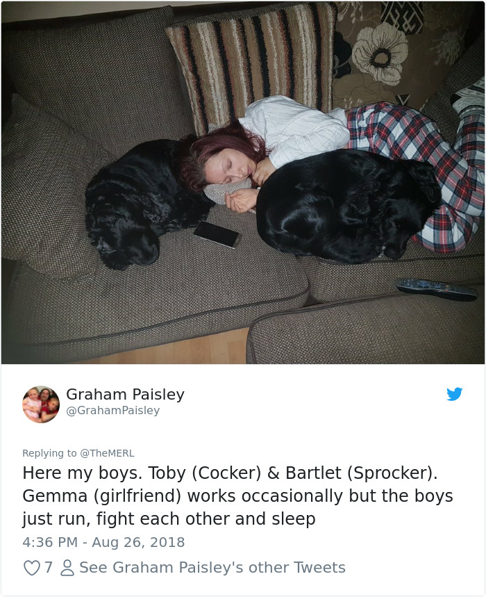 Failed-Working-Dog-Story-Twitter