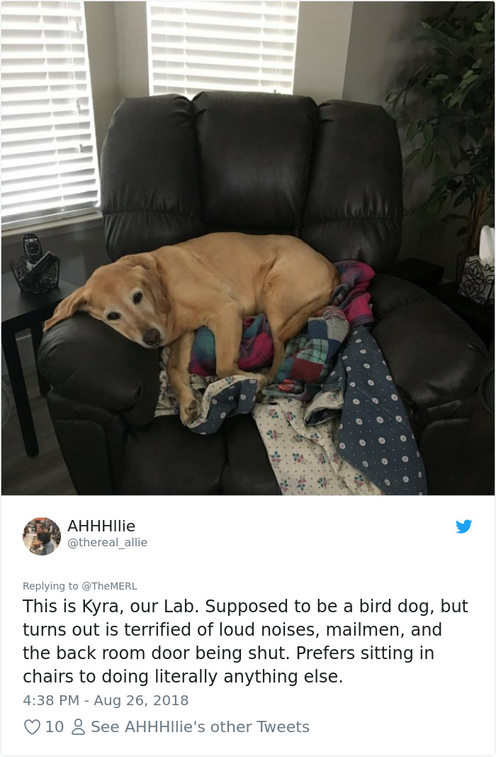 Failed-Working-Dog-Story-Twitter