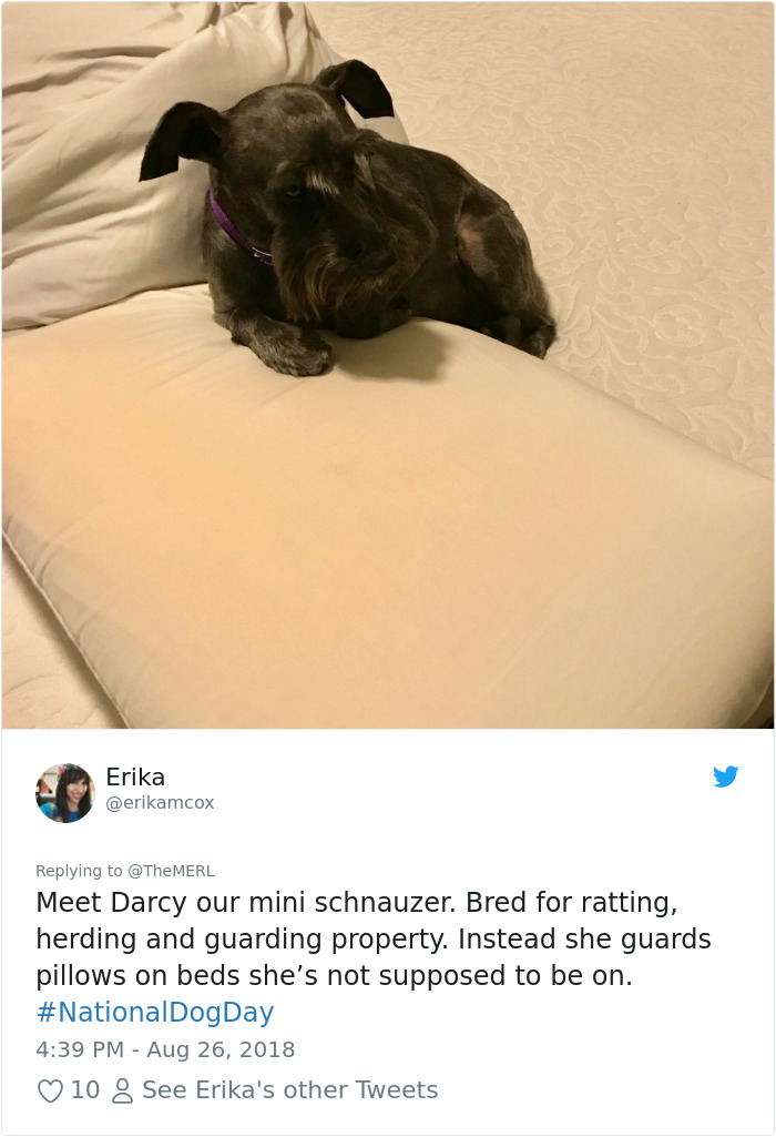 Failed-Working-Dog-Story-Twitter