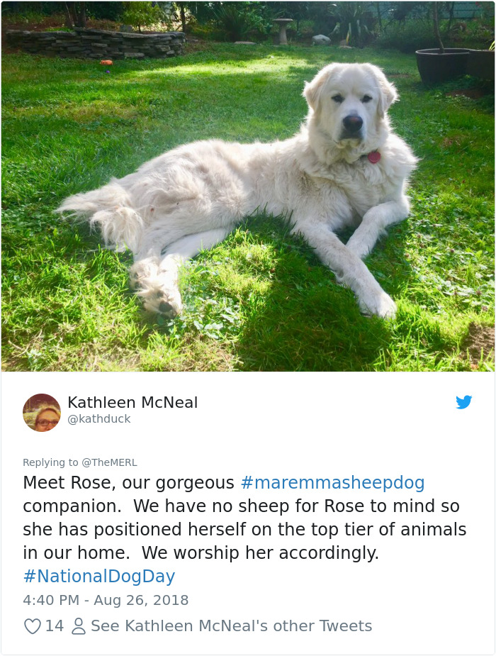 Failed-Working-Dog-Story-Twitter