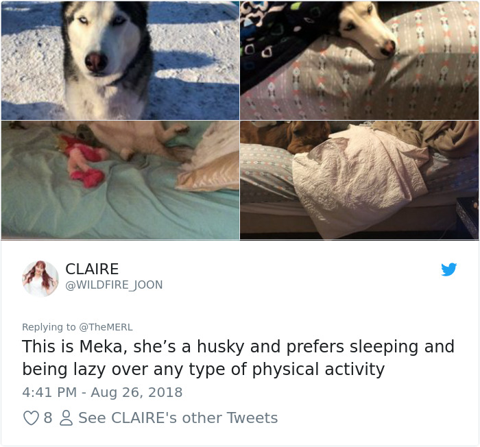 Failed-Working-Dog-Story-Twitter