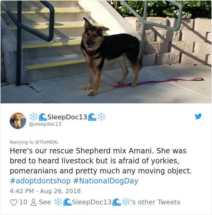 Failed-Working-Dog-Story-Twitter