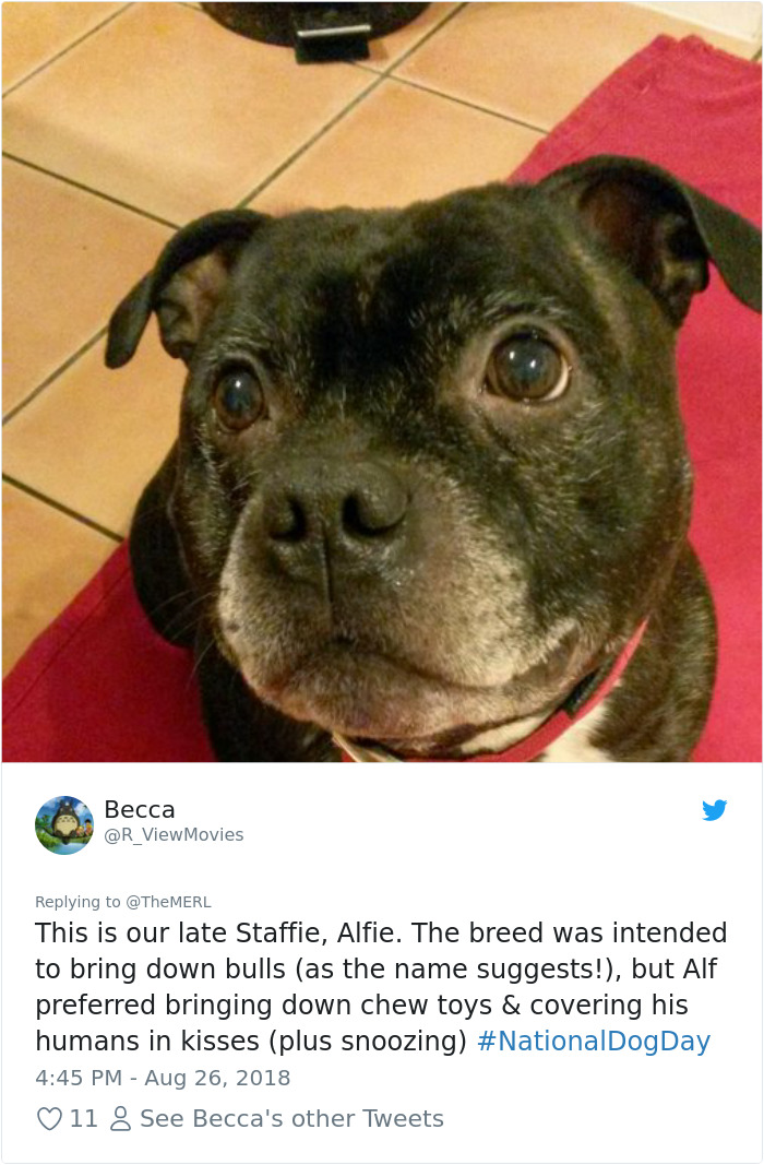 Failed-Working-Dog-Story-Twitter