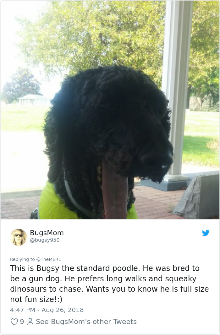 Failed-Working-Dog-Story-Twitter