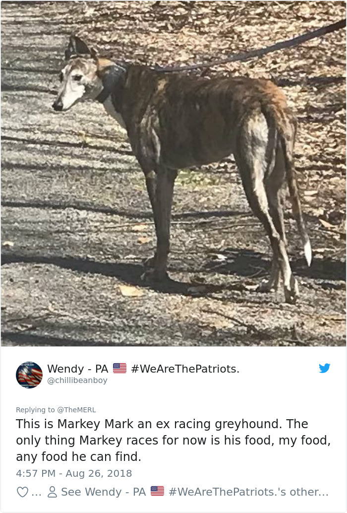 Failed-Working-Dog-Story-Twitter