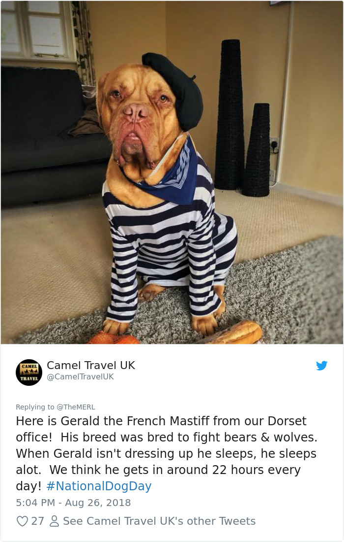 Failed-Working-Dog-Story-Twitter