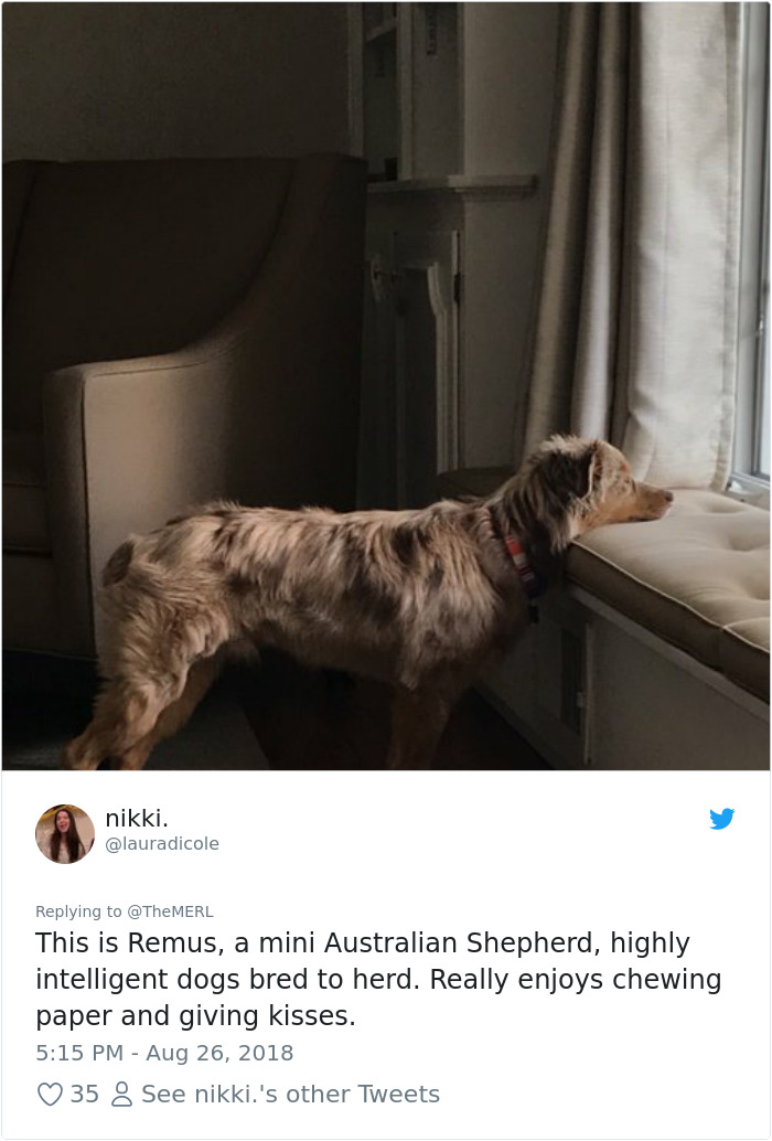 Failed-Working-Dog-Story-Twitter