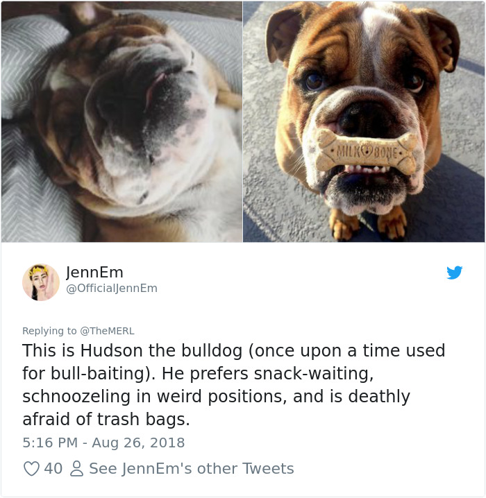 Failed-Working-Dog-Story-Twitter