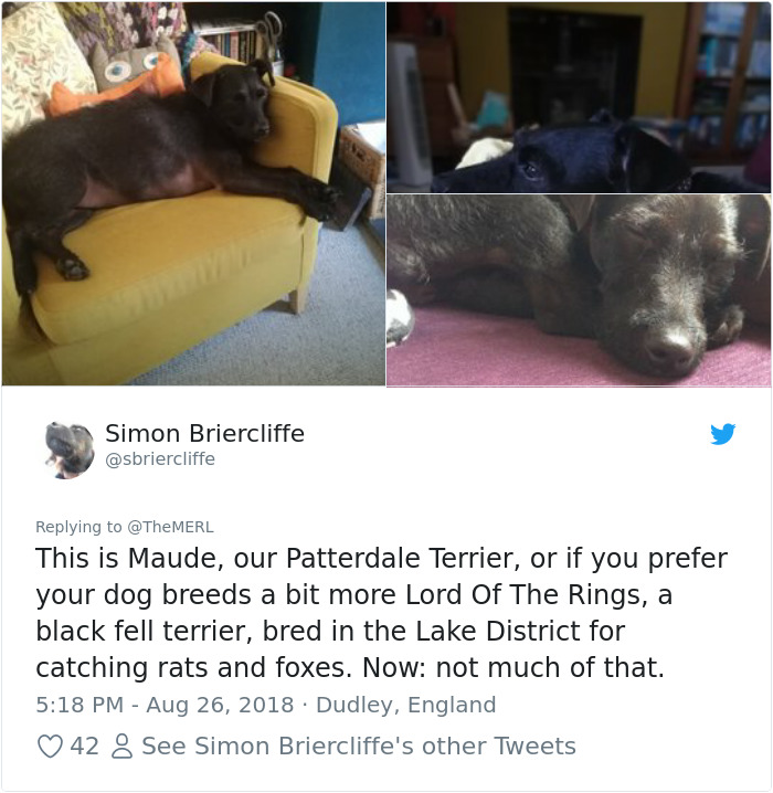 Failed-Working-Dog-Story-Twitter