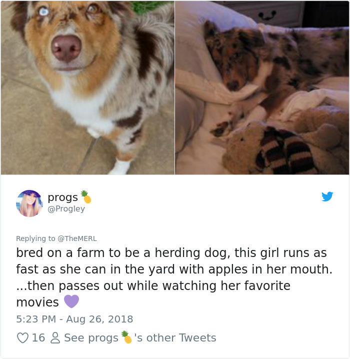 Failed-Working-Dog-Story-Twitter