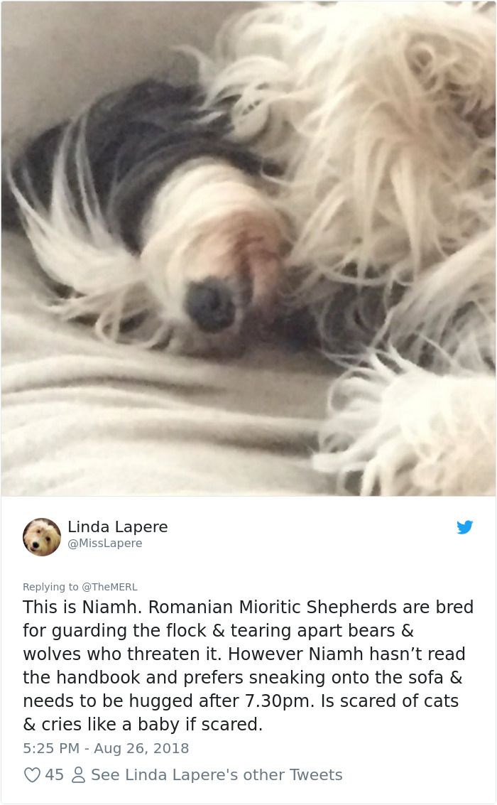 Failed-Working-Dog-Story-Twitter