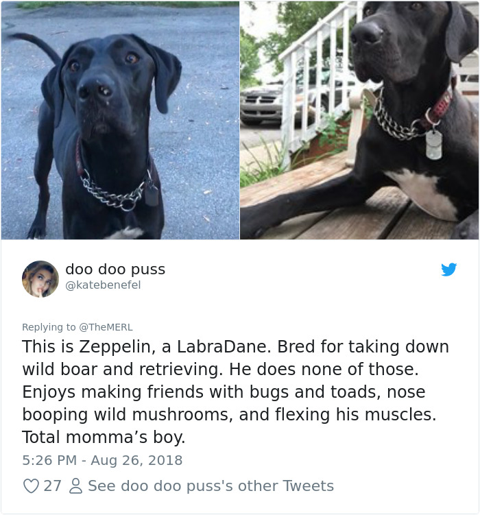 Failed-Working-Dog-Story-Twitter