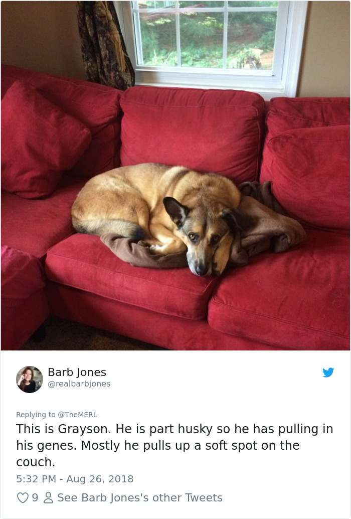 Failed-Working-Dog-Story-Twitter