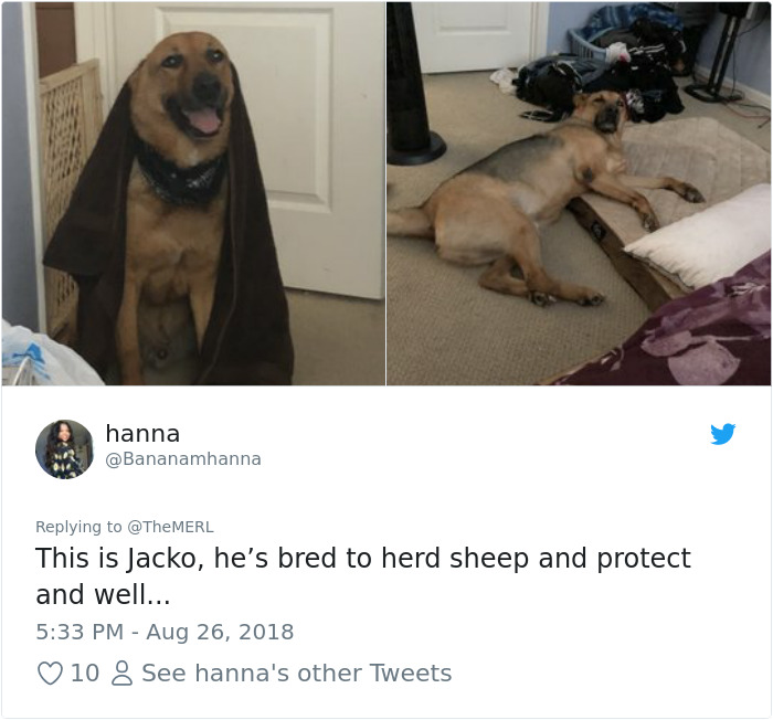 Failed-Working-Dog-Story-Twitter