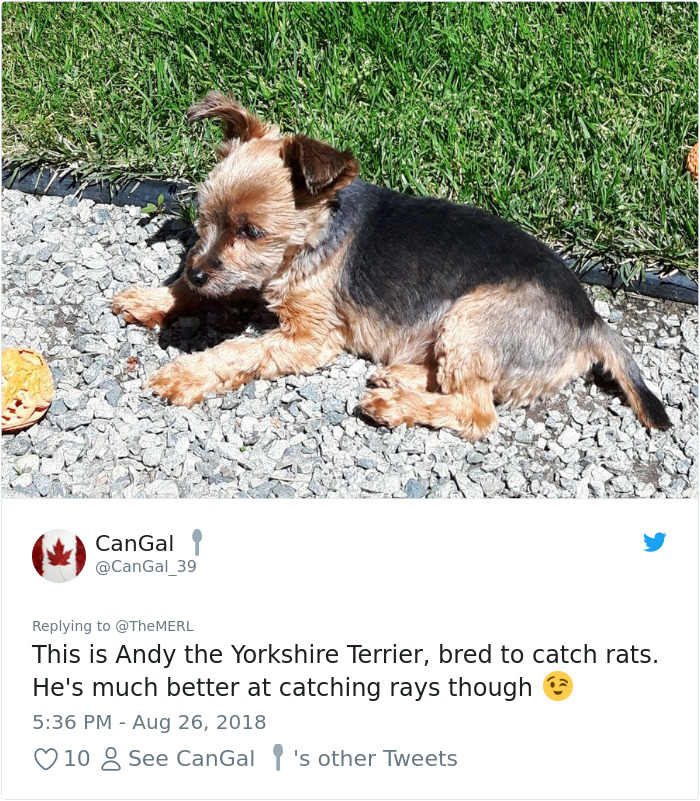 Failed-Working-Dog-Story-Twitter