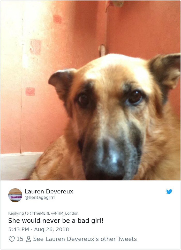 Failed-Working-Dog-Story-Twitter