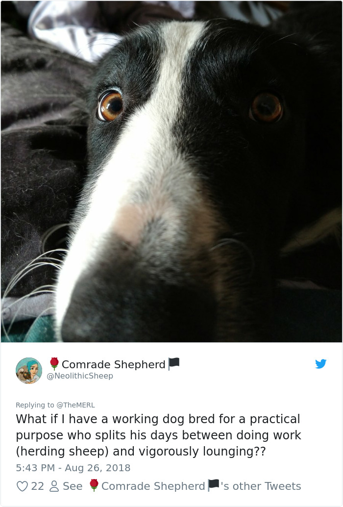 Failed-Working-Dog-Story-Twitter