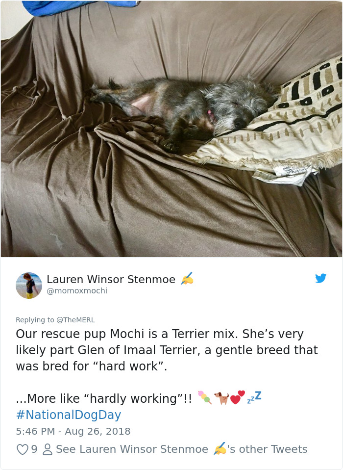 Failed-Working-Dog-Story-Twitter