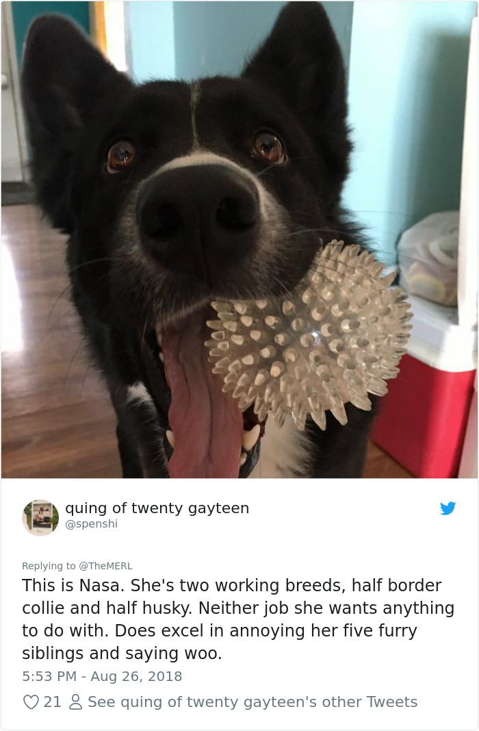 Failed-Working-Dog-Story-Twitter