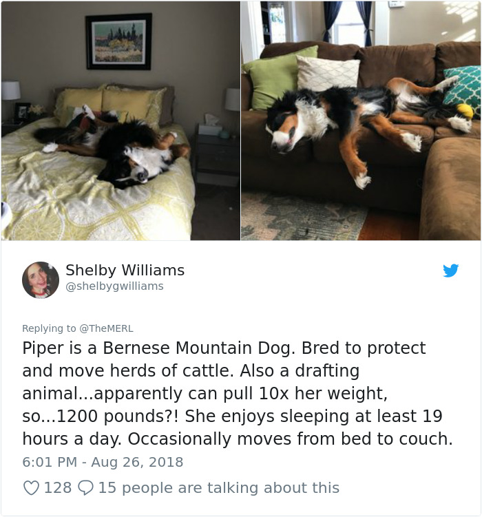 Failed-Working-Dog-Story-Twitter