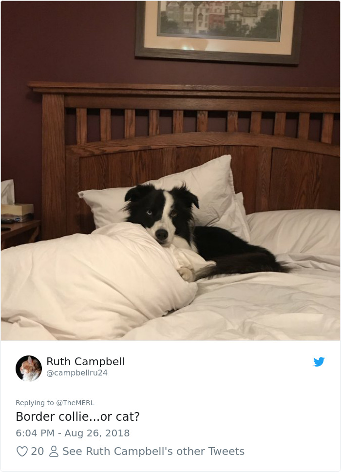 Failed-Working-Dog-Story-Twitter