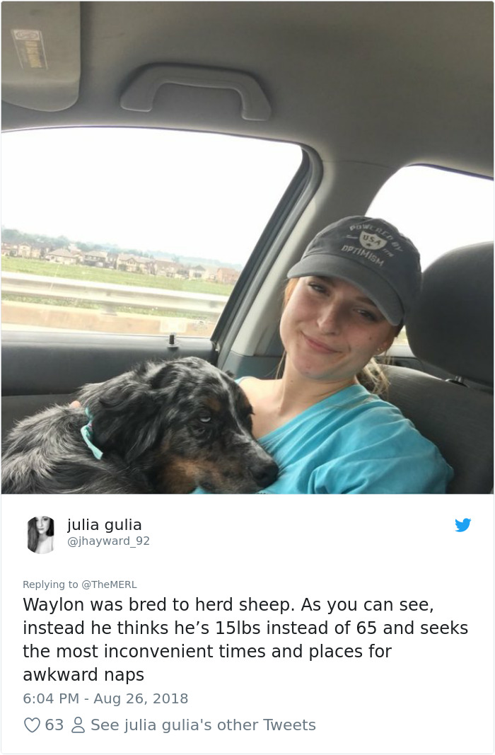 Failed-Working-Dog-Story-Twitter