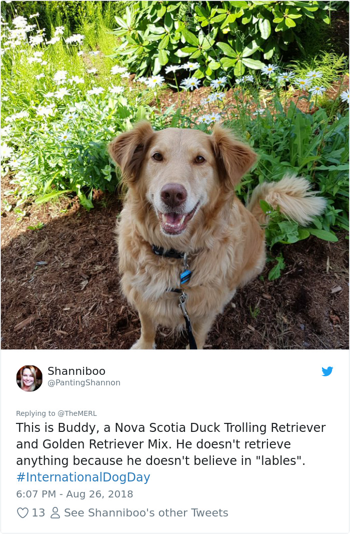 Failed-Working-Dog-Story-Twitter