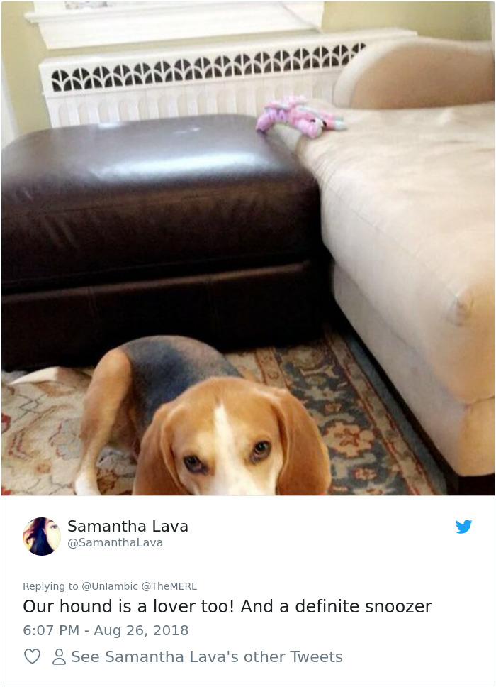 Failed-Working-Dog-Story-Twitter