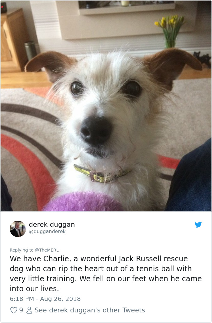 Failed-Working-Dog-Story-Twitter