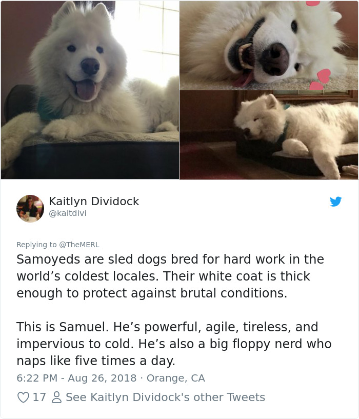 Failed-Working-Dog-Story-Twitter