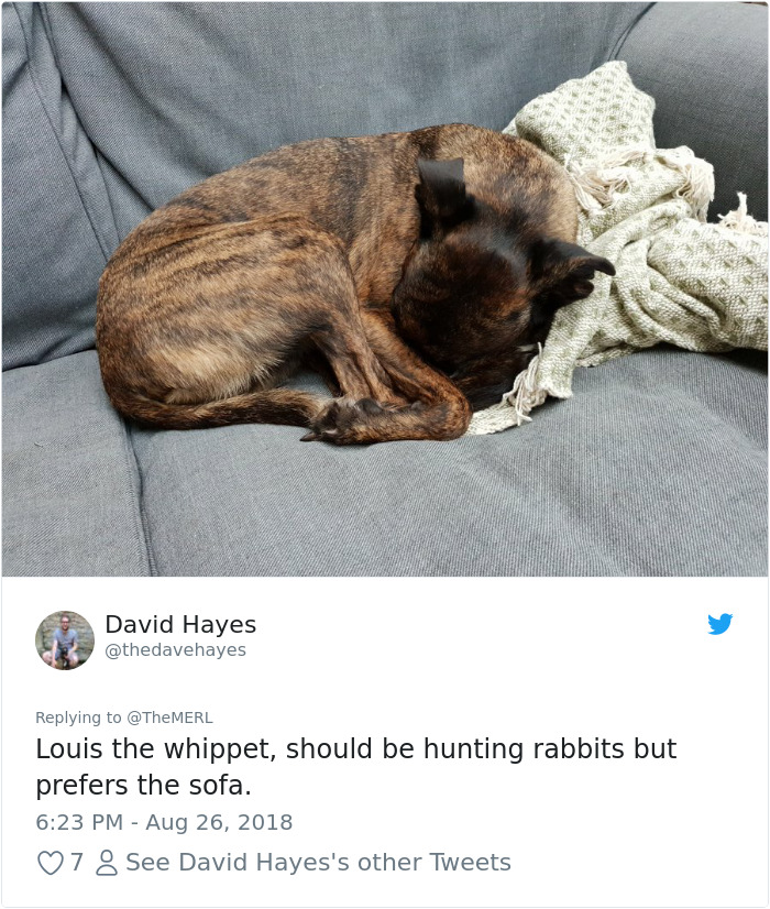 Failed-Working-Dog-Story-Twitter