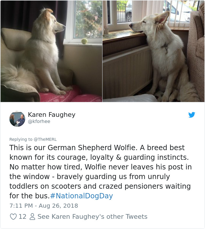 Failed-Working-Dog-Story-Twitter