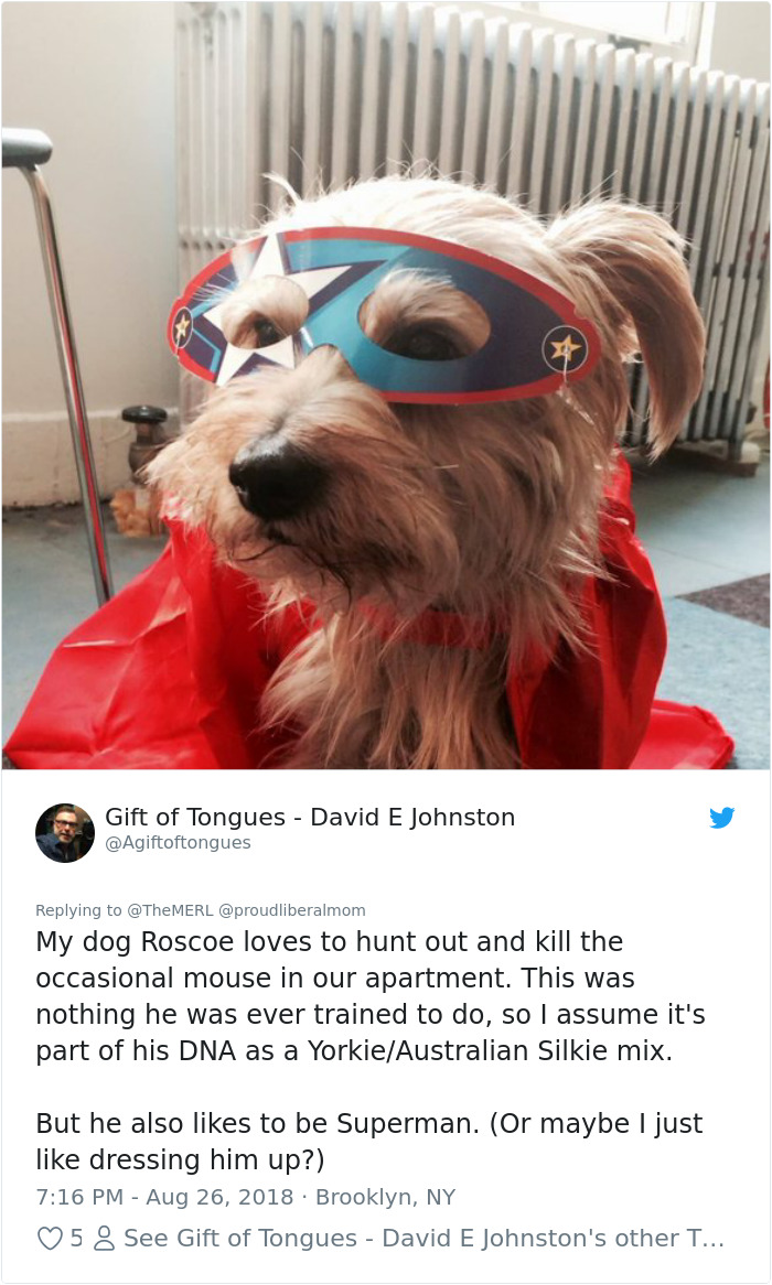 Failed-Working-Dog-Story-Twitter