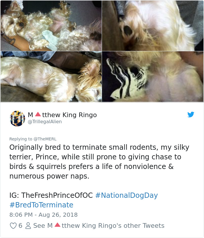 Failed-Working-Dog-Story-Twitter