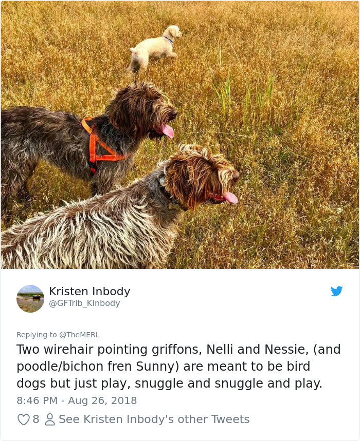 Failed-Working-Dog-Story-Twitter