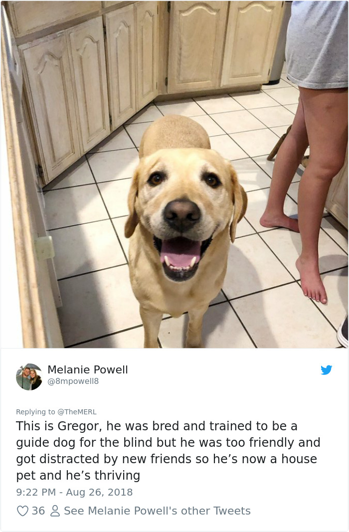 Failed-Working-Dog-Story-Twitter