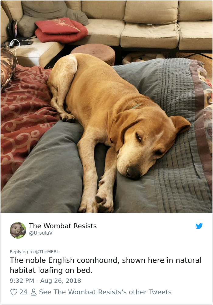 Failed-Working-Dog-Story-Twitter