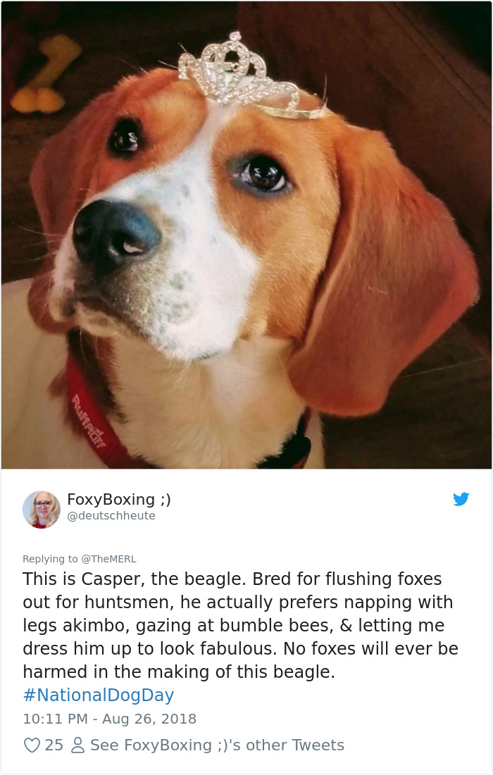 Failed-Working-Dog-Story-Twitter