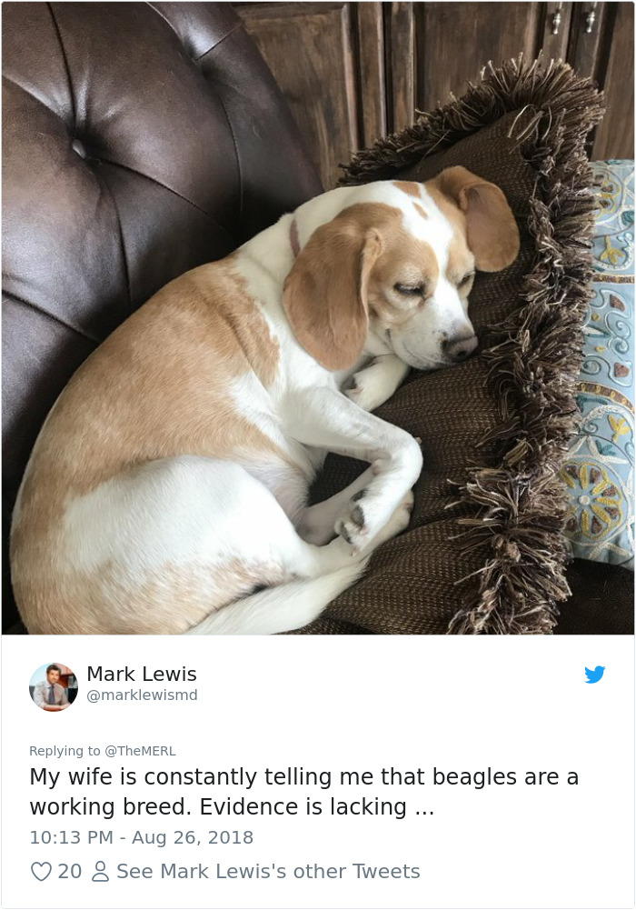 Failed-Working-Dog-Story-Twitter